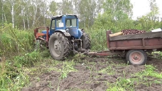 Картошка. Сезон 2018. Копаем у Деда. смотреть онлайн