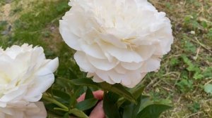 Пион Мазерс Чойс, Peony Mother's Choice, идеальный белый пион