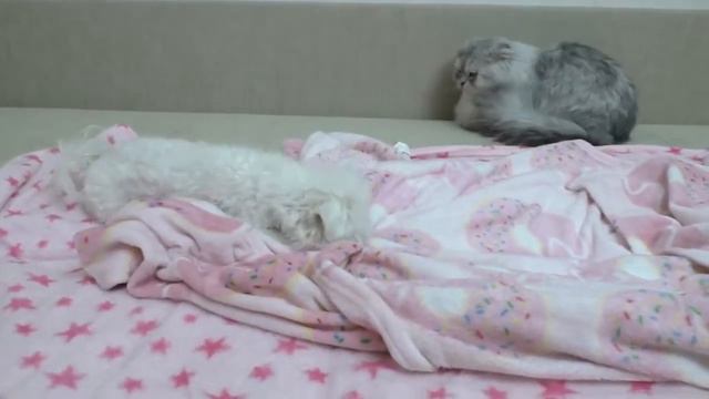 Необычный квест для Билли и Кевина домовёнок Пятка смотреть онлайн