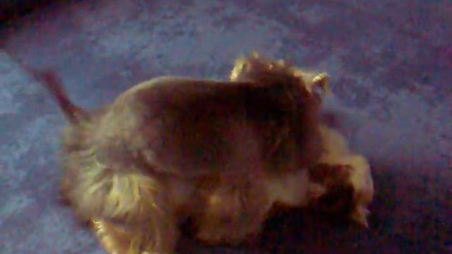 йорк и кошка смотреть онлайн