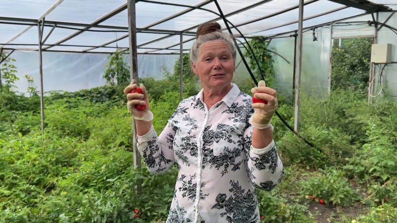 Лучшие сорта томатов для открытого грунта. Собираем семенники смотреть онлайн