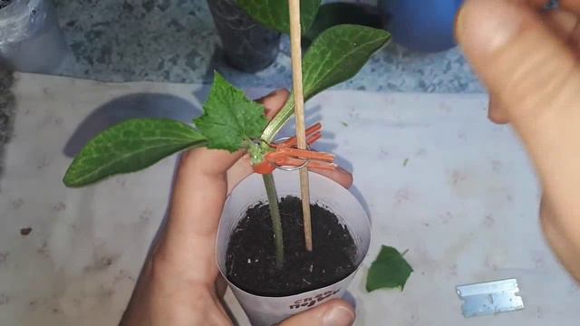 15 - Способ прививки, который может стать любимым! С первого раза смотреть онлайн