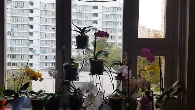 Обзор бывшей реанимашки и других орхидей! смотреть онлайн