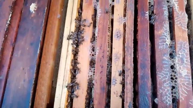 Подготовка к верхней вентиляции в двух семейном лежаке №21. Весной пчел не было совсем в нем. смотреть онлайн