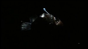 Как охотятся и размножаются некоторые представители отряда Удильщикообразные (Lophiiformes) ?