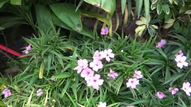 Mexican Petunia /Best Flowering Plant For Beginners /growing & Caring Method / Heavy Blooming Plant