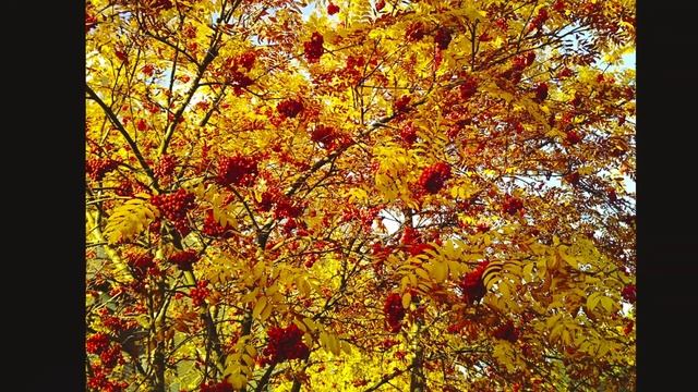 Rowan trees Golden autumn Рябиновая Золотая осень смотреть онлайн