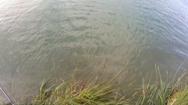 Голубой канал. Рыбалка 03.06.2017 смотреть онлайн