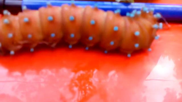 Caterpillar to Butterfly from Serbia /Гусеницы бабочек / Caterpillars von Schmetterlingen смотреть онлайн