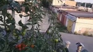 Выращивание растений на минеральной вате и первый и удачный опыт