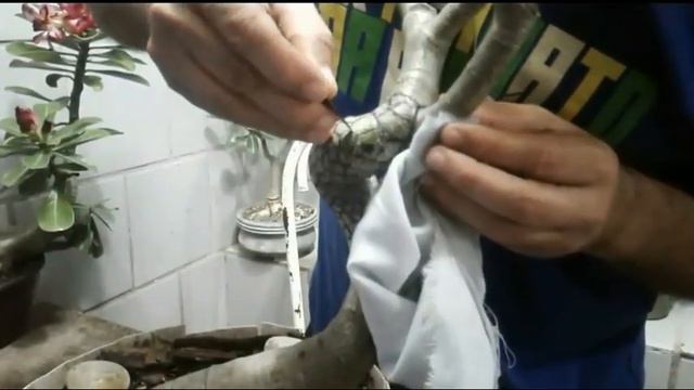69 - ESCULTURA EM ROSA DO DESERTO - Parte 01, ESCULPINDO UMA COBRA EM UM GALHO DE RD. смотреть онлайн