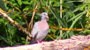 Клинтух (дикий голубь) || stock dove (wild pigeon)