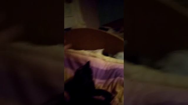 подробнее о кошке смотреть онлайн