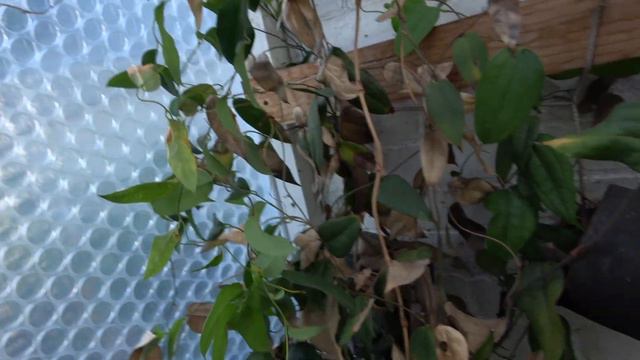 Is your garden missing vines and climbers? смотреть онлайн