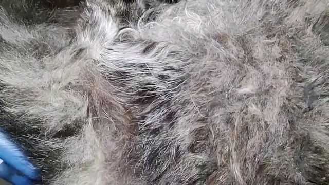 А это кто такой красивый котик вылизал из раны мазь Вишневского и теперь спит с высунутым языком? смотреть онлайн