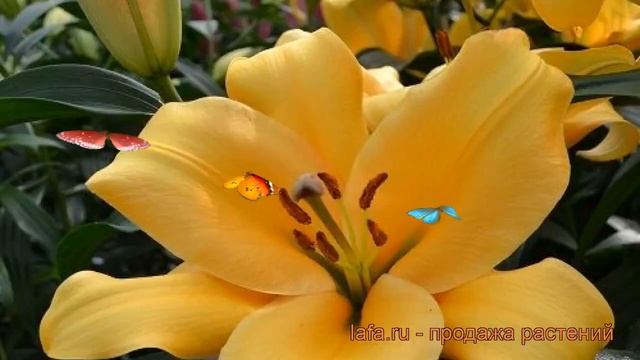 Лилия от-гибрид Террасол (lilium ot-hybrids terrasol) ? обзор: как сажать, луковицы лилии Террасол смотреть онлайн