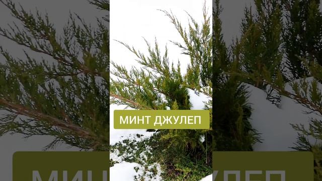 КАК ВЫГЛЯДЯТ МОЖЖЕВЕЛЬНИКИ В  НАЧАЛЕ ЗИМЫ. ЧАСТЬ 2?❄ 4.12.2022 г.❄