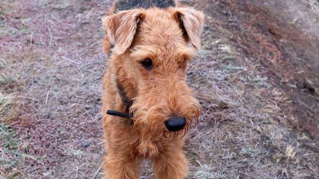 Прогулка с Эрделем. Осенняя история.