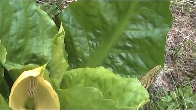 Skunk cabbage Lysichiton americanus смотреть онлайн