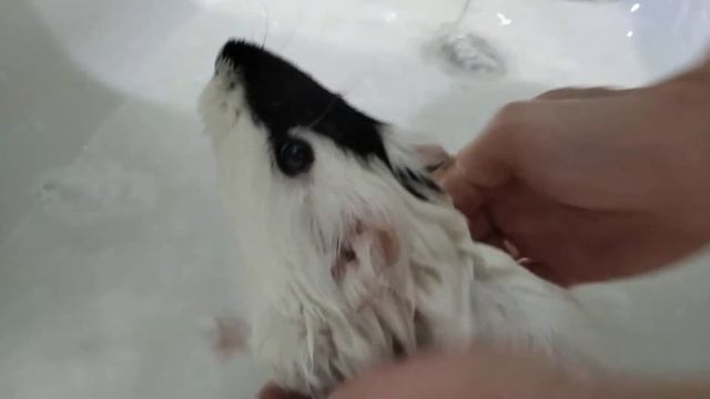 Как купать морских свинок | How to bathe guinea pigs смотреть онлайн