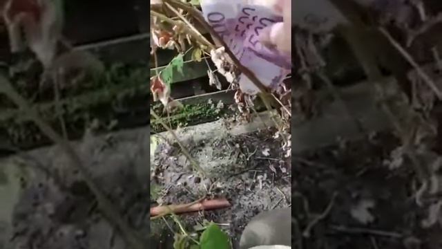 Жизнь малина смотреть онлайн