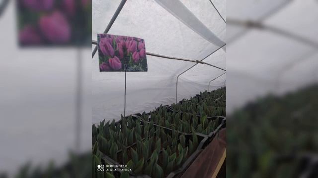 Весенний цветок - ТЮЛЬПАН. К Дню Влюбленных и к 8 Марта смотреть онлайн