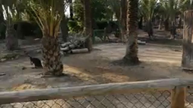 зоопарк Safari Elche / Spain смотреть онлайн