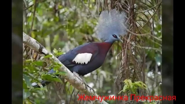 Венценосный голубь. смотреть онлайн