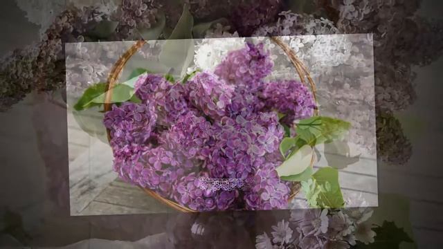 Слайд-шоу Цветение сирени смотреть онлайн