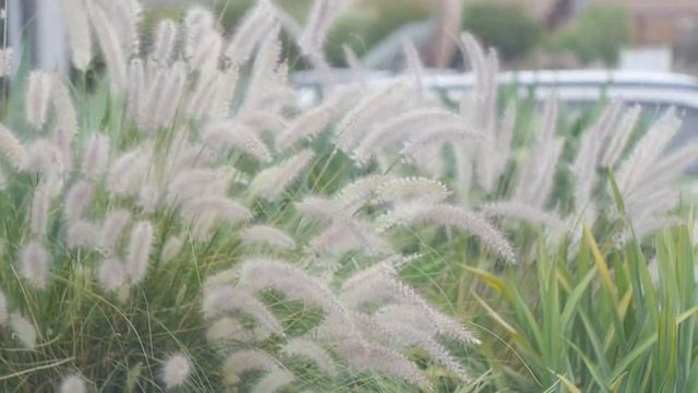panasonic G6 with Helios lens смотреть онлайн