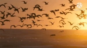 О любви немало песен сложено...