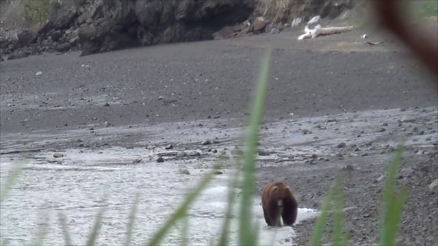 Охота на бурого медведя. Полуостров Аляска. Весна 2016 смотреть онлайн