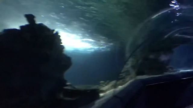 Aquarium SeaLife In Istanbul (Full Tour)