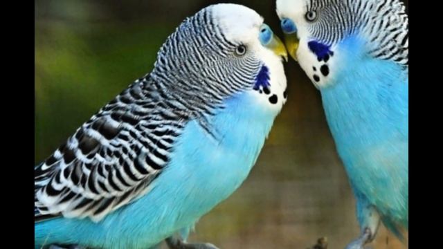 Веселое пение, щебетание, чирикание волнистого попугая . Continuous singing of budgerigar смотреть онлайн