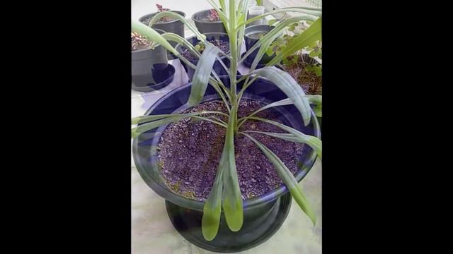 Centaurea Azul - Centaurea Cyanus - Cornflower смотреть онлайн