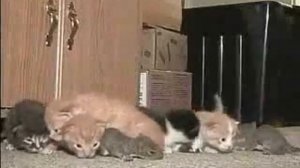 Кошка воспитывает и нянчит бельчат вместе со своими котятами
