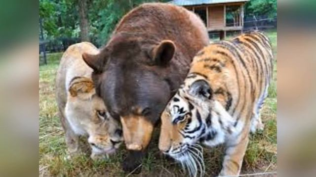 Достаточно любить любящих? Хватит с нас заботы о родных? Не делают ли тоже все? Зачем любить врага? смотреть онлайн