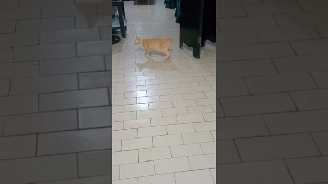 IN HEAT CAT | WHAT TO DO | смотреть онлайн