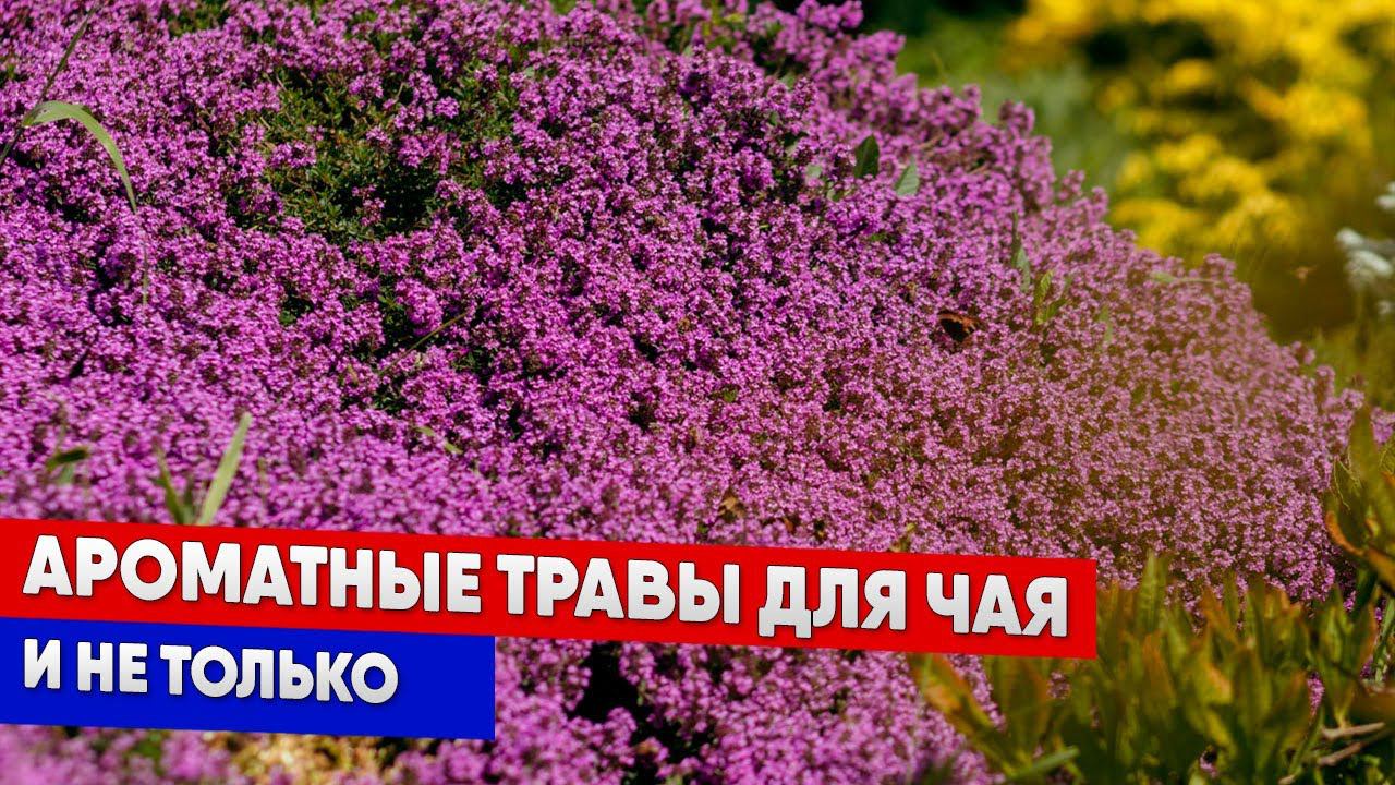 Ароматные травы для чая и не только