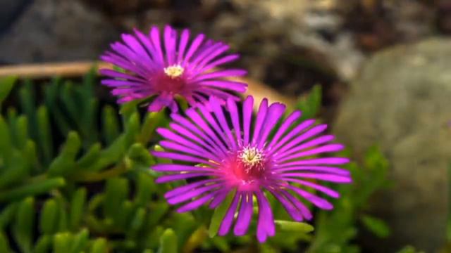 Natur flowers wow смотреть онлайн