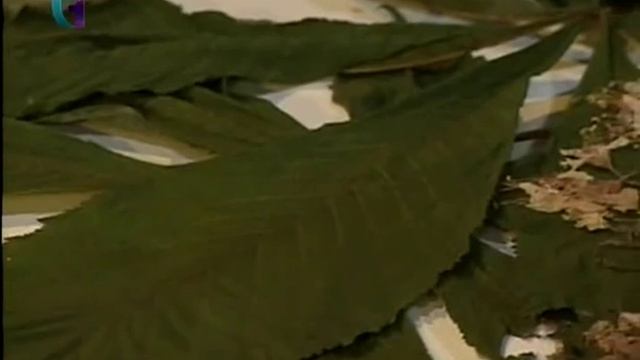 Уроки рисования (№ 37) акварелью. Рисуем ветку каштана смотреть онлайн
