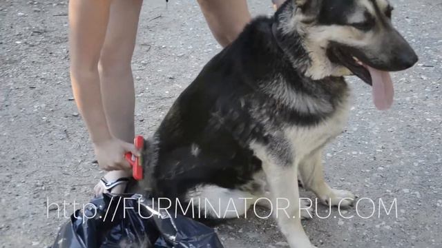 Фурминатор для собак смотреть онлайн