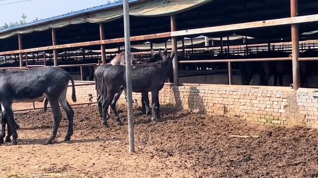 修驴蹄：毛驴走路一步一跪真遭罪！肉垫肿烂2年疼的痛不欲生，师傅修治后，直接进行配种啊！【河北小辉姐】 смотреть онлайн