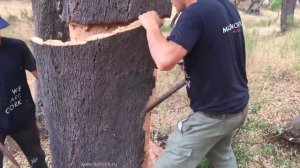 Сбор  коры пробкового дуба