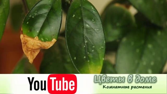 Желтеют и опадают листья у хойи. Чем болеет хойя и как лечить растение! смотреть онлайн