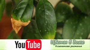 Желтеют   и опадают листья у хойи. Чем болеет хойя и как лечить растение!