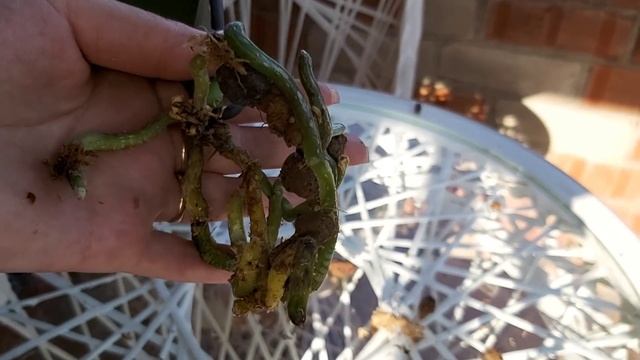 НЕТ ЙОДУ! Корни сгнили от фармайода! Мой неудачный опыт! ИСПРАВЛЯЮ СВОИ ОШИБКИ, ПЕРЕСАДКА смотреть онлайн