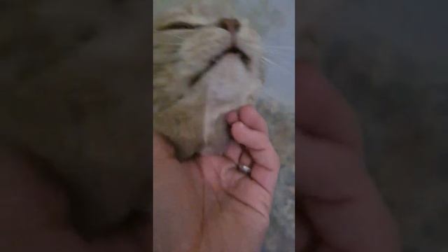 Нереальный || Кот Мася #кот #cat смотреть онлайн