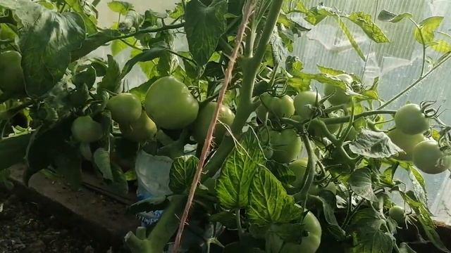Как помочь помидорам созреть?! Помидоры не краснеют!!! смотреть онлайн