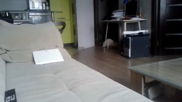 Кошка "Белка" породы Невская маскарадная выполняет команды) смотреть онлайн